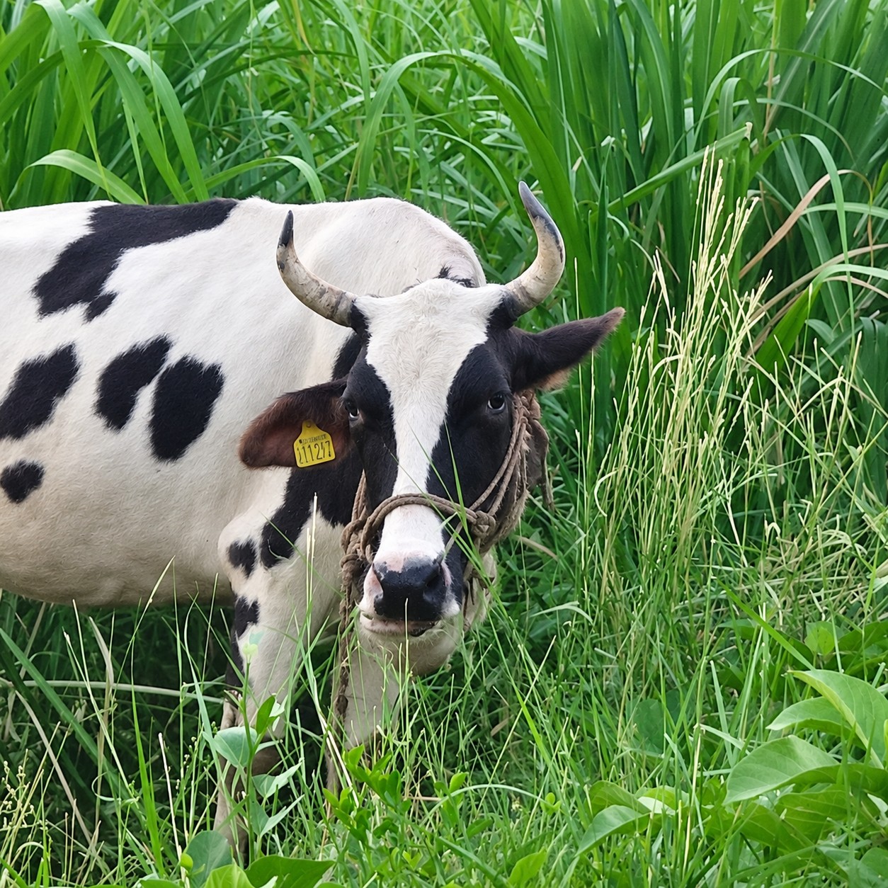 Aishwarya, a cow at Sarkate Farm