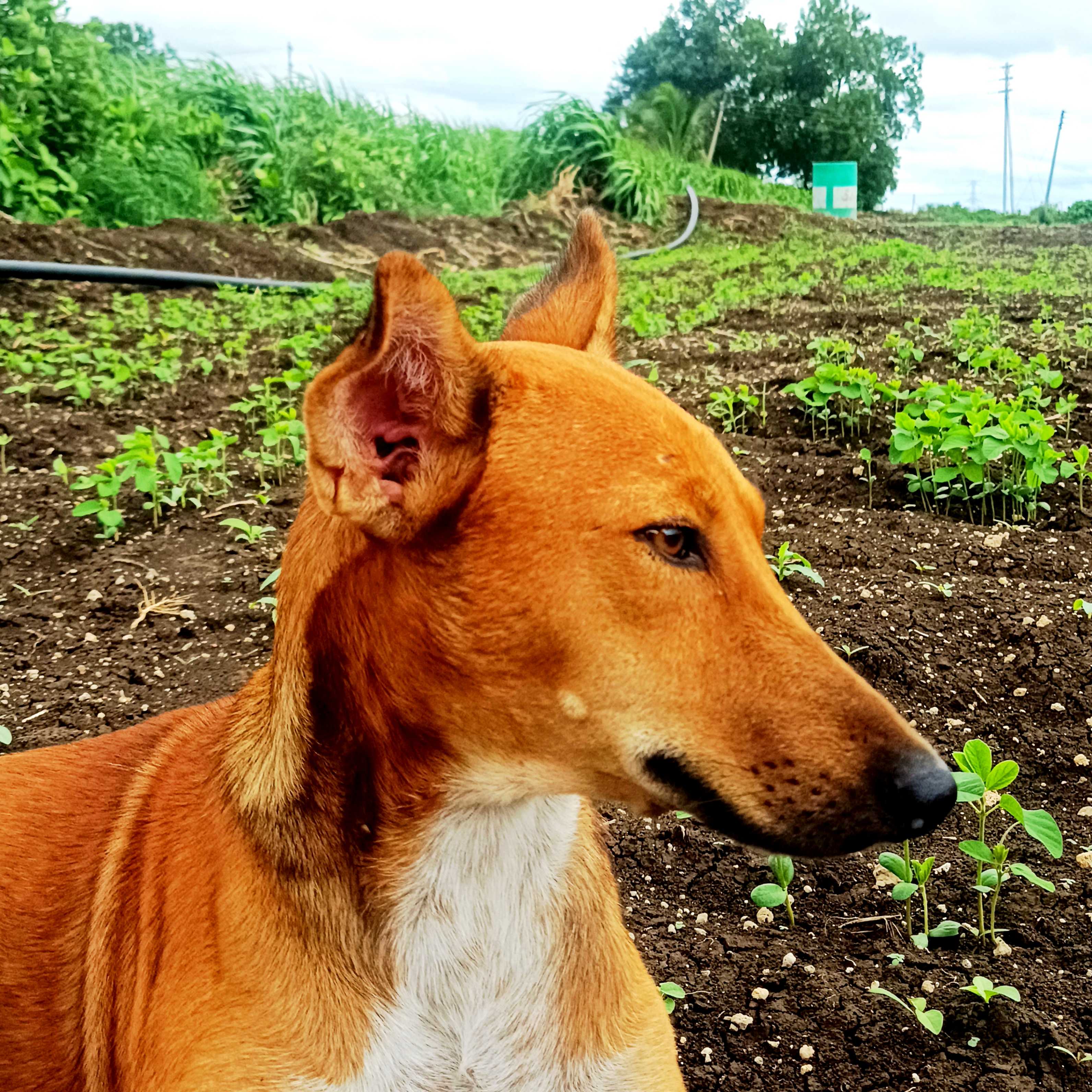 Baccha, the farm dog