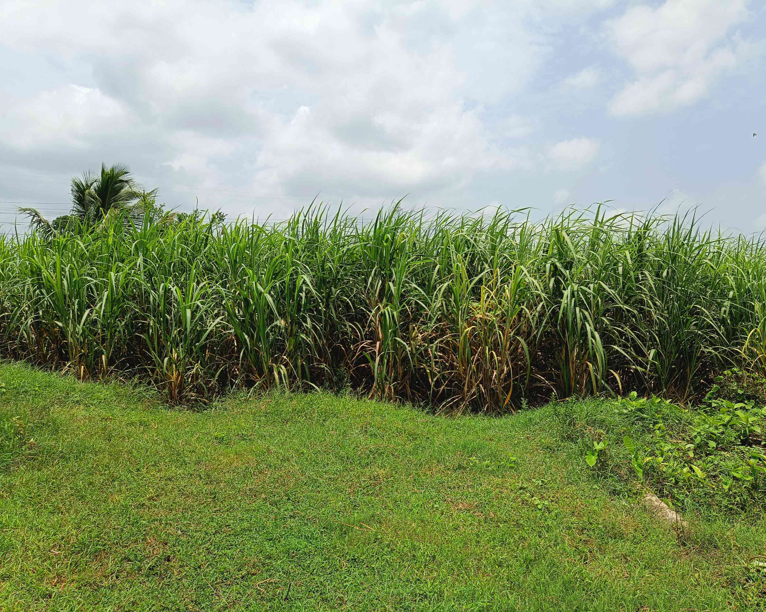 Sugarcane crop